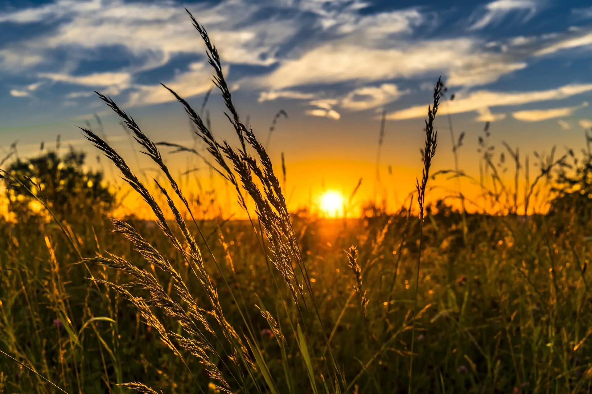 Felix mittermeier wheat 2391348