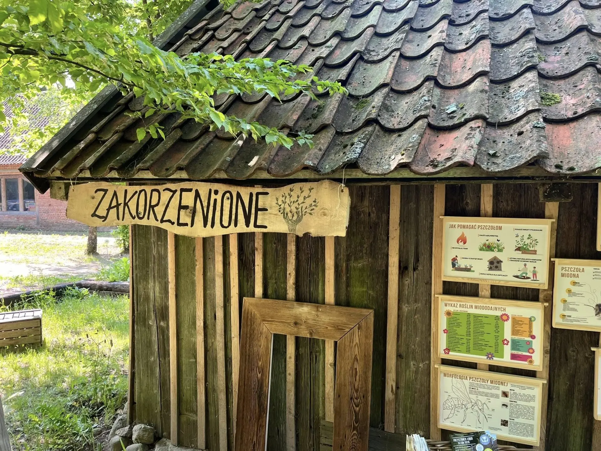 Studzianka